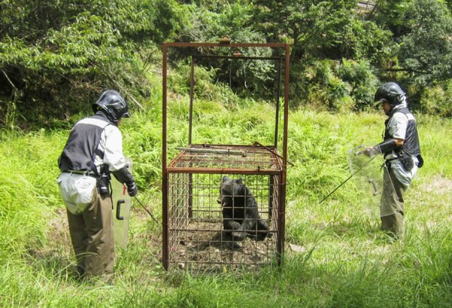 Japanese prefecture uses microchips to track bears and guide culling