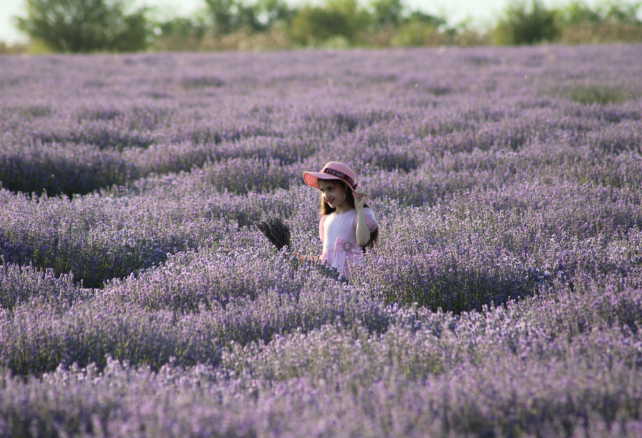 A sea of purple blossoms: A journey to the lavender fields of Gabala VIDEO