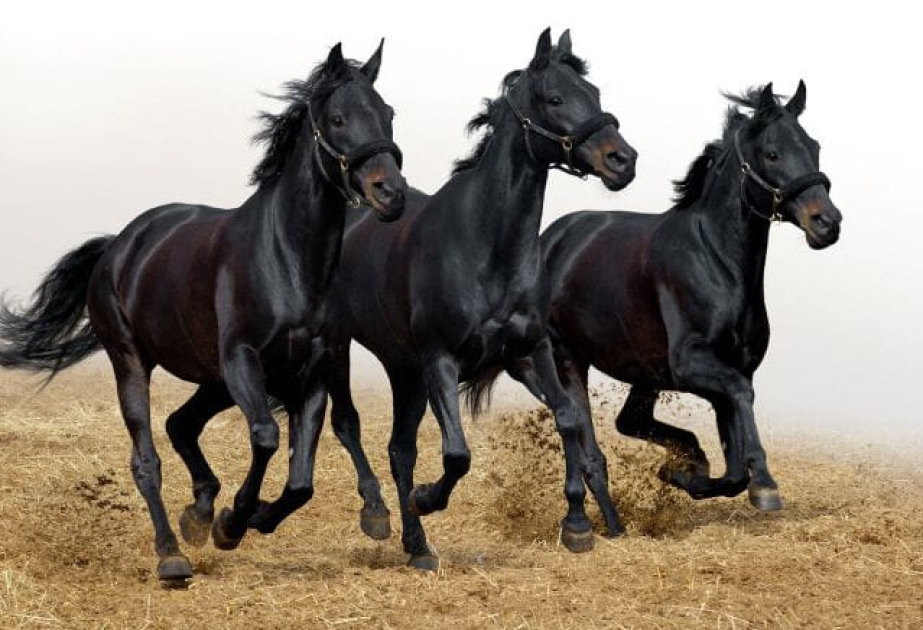 Aujourd’hui, c’est la Journée mondiale du cheval