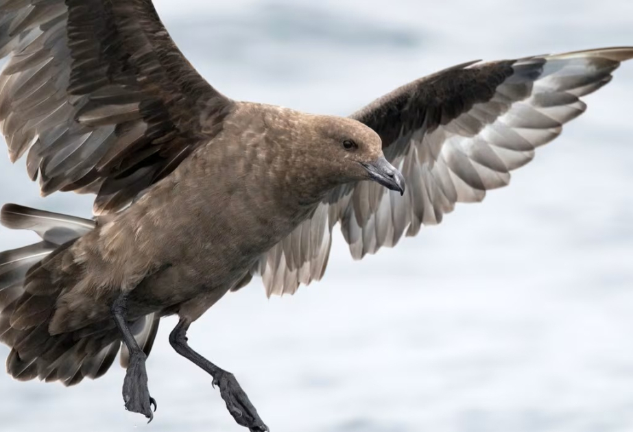 New Zealand confirms 2nd case of H5 bird flu in native bird