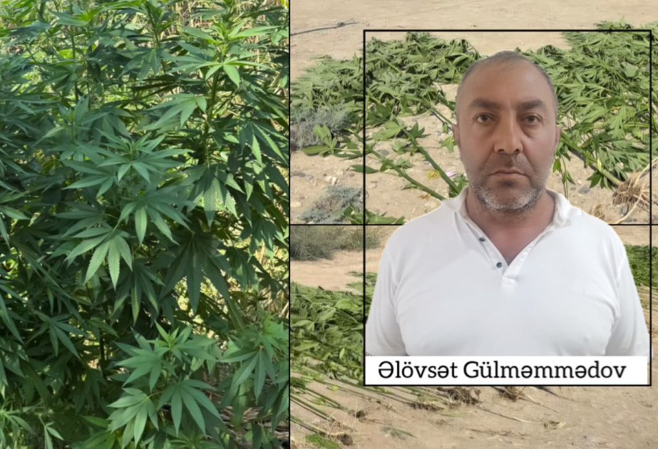 Polis çətənə bitkiləri aşkarlayıb