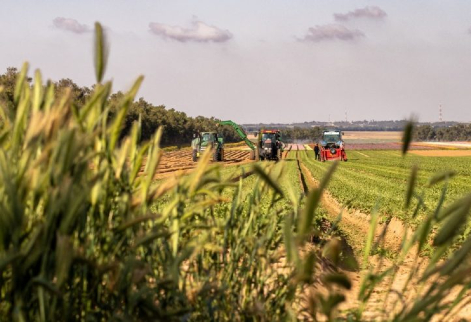 Timing of drought may be key to protecting plants from climate change, study finds
