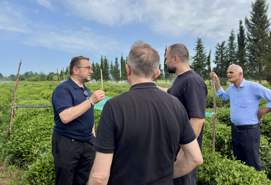 En la provincia turca de Rize estudian la experiencia de Azerbaiyán en el cultivo del té