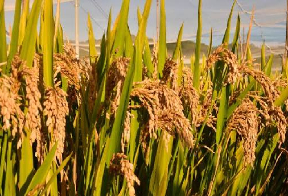 Chinese scientists develop self-reproducing hybrid rice
