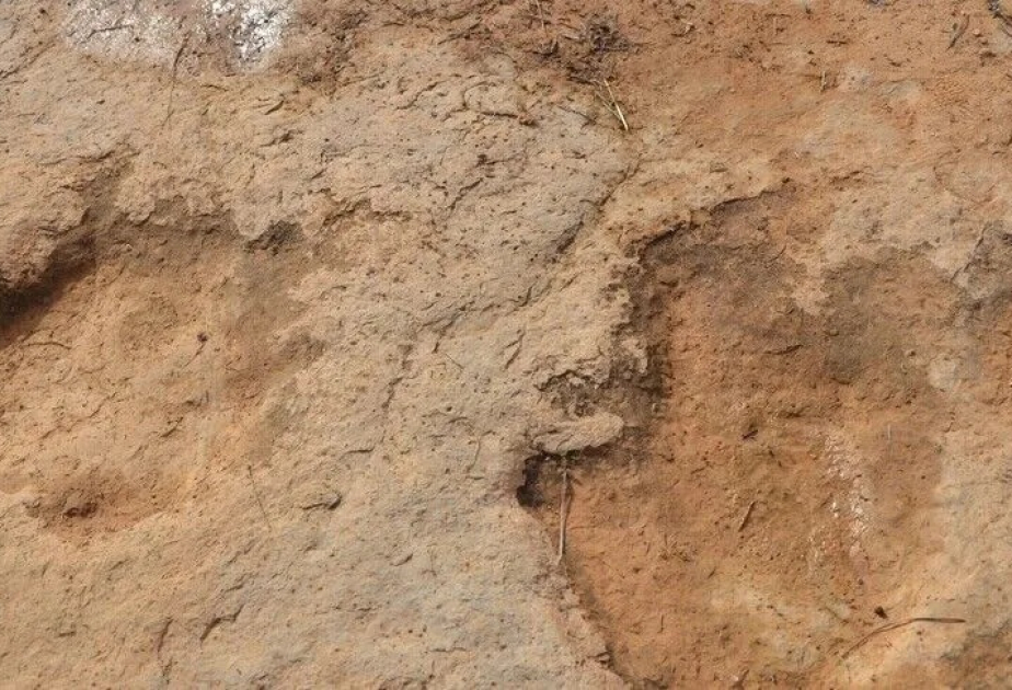 Scientists discover new 210-million-year-old dinosaur species in Zimbabwe