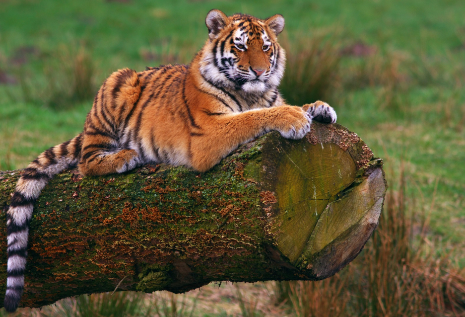 Internationaler Tag des Tigers am 29. Juli