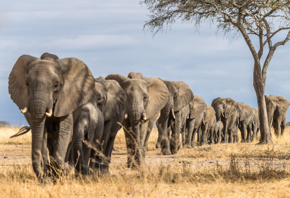 Mysterious deaths of elephants in Kenya prompts urgent inquiry