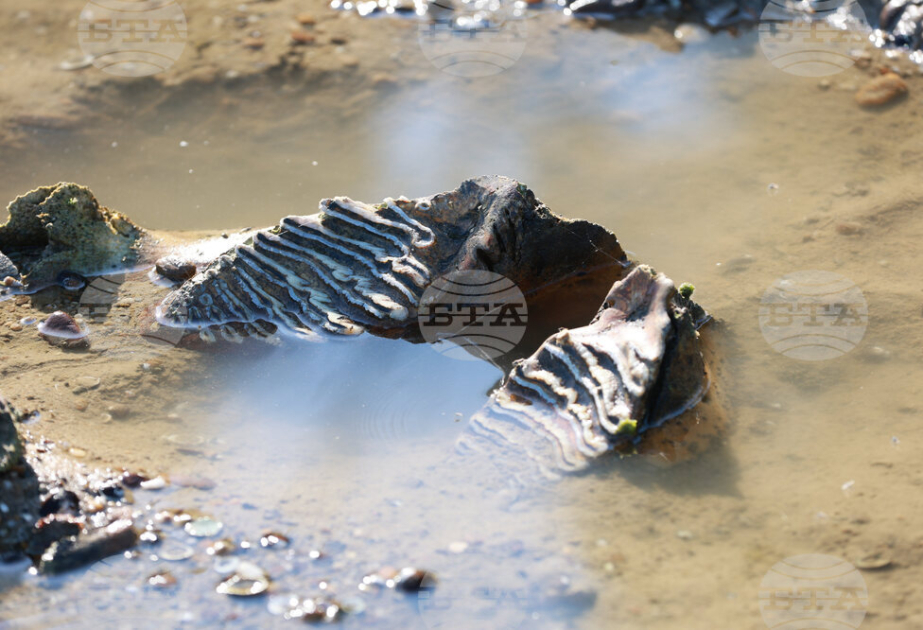 Mammoth remains discovered near Ruse village due to low Danube water level