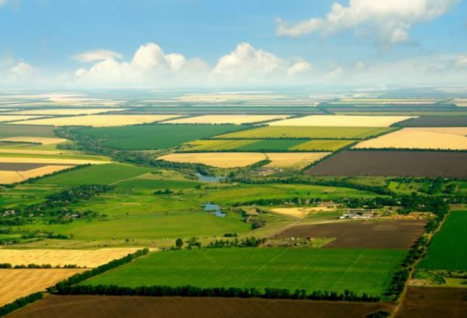 Proyectos piloto de consolidación de tierras comenzarán el próximo año en Gabala y Salyan - EXCLUSIVA