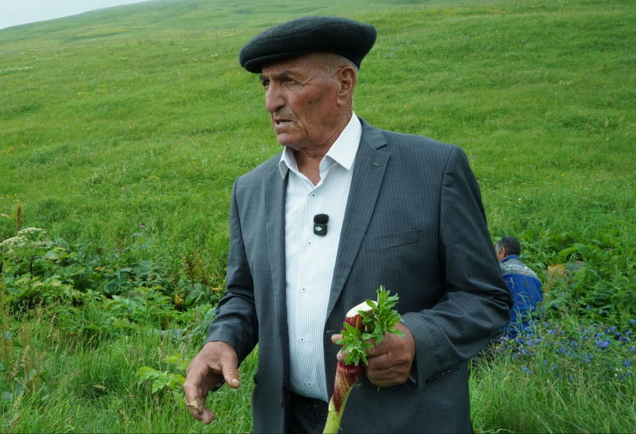 Dağlarda şəfalı bitkilər yığan Laçın sakini: Tədarük etdiyimiz məhsullar qablaşdırılaraq digər bölgələrə çatdırılır VİDEO