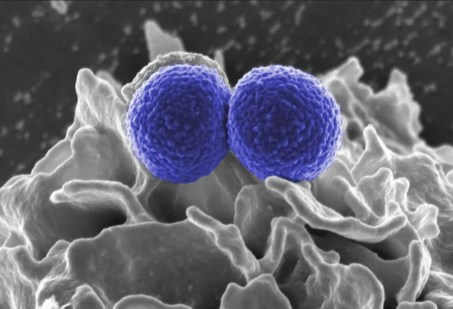 A simple supplement could help the immune system fight cancer and viruses