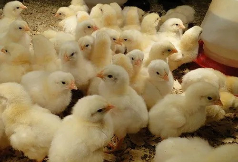 Quşçuluq sektorunda istehsal və ixrac imkanları genişlənir