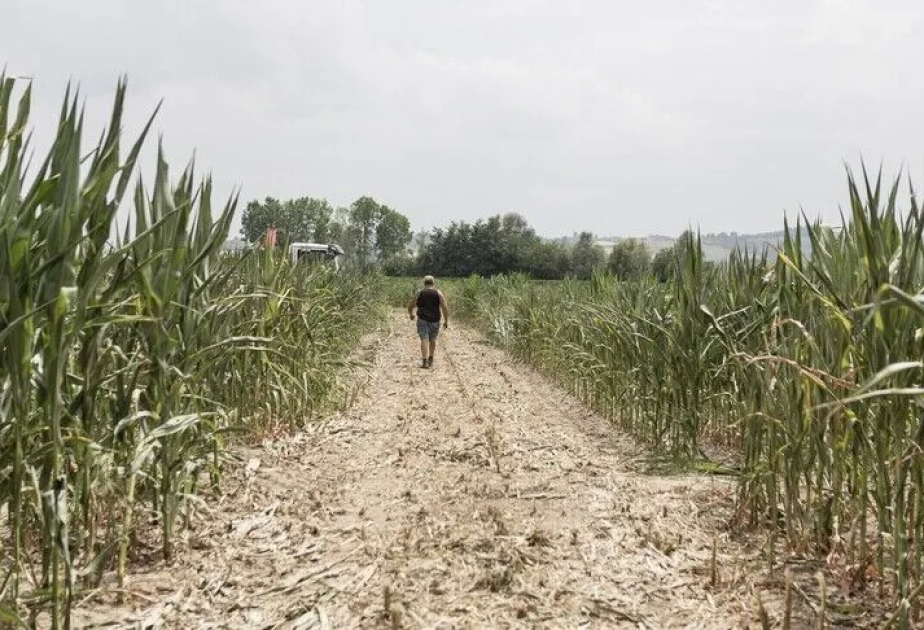 BMT: El-Nino hava hadisəsi 2027-ci ilin sonunadək daha 49 milyondan çox insanın aclıq çəkməsinə səbəb ola bilər