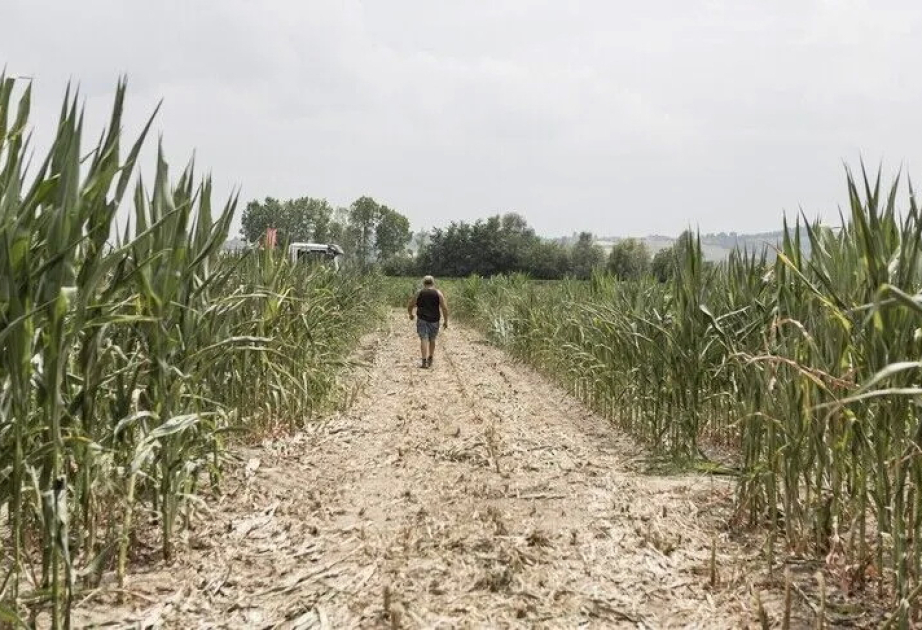 Strengthening El Niño to push 49 million more people into acute hunger
