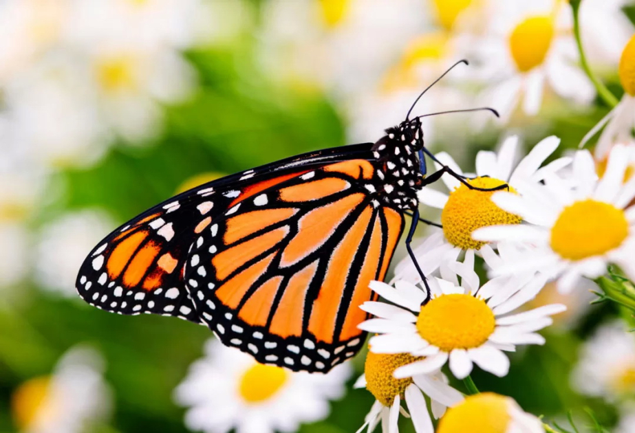 Butterflies are rapidly changing where they live as climate changes