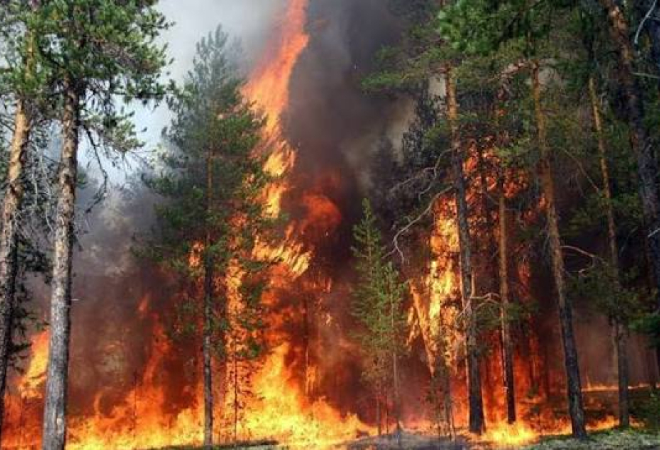 European wildfires cause up to $22B in total damage