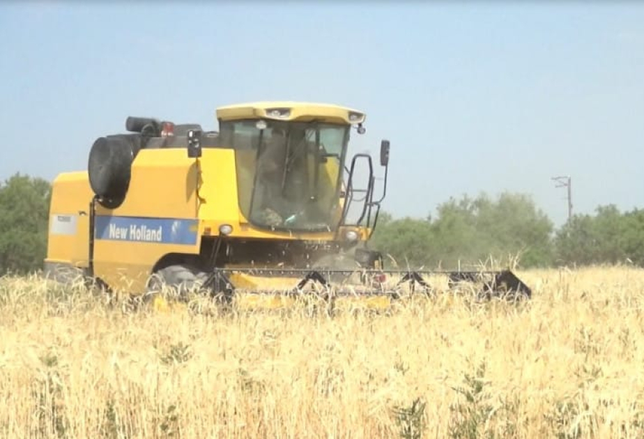 Qazaxda 11,7 min hektar taxıl sahəsindən 39 min tondan çox məhsul götürülüb
