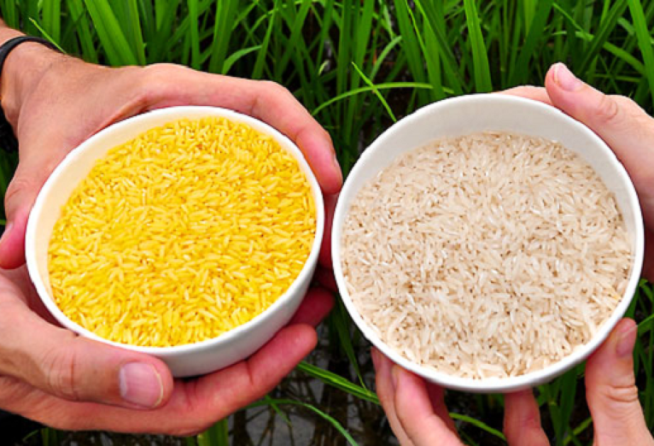 Malaysian farmers, environmental groups call for rejection of GMO rice trial