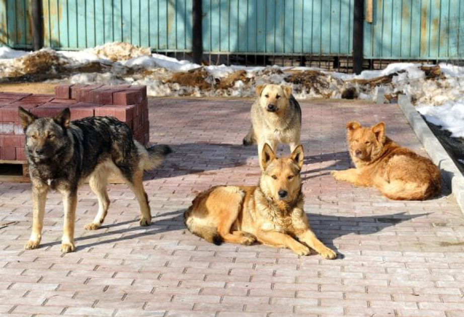 August 15 marking International Homeless Animals Day