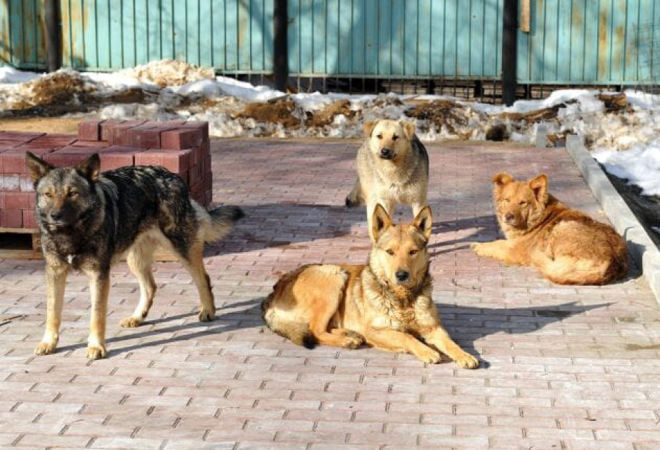 Aujourd'hui, c’est la Journée mondiale des animaux sans abri