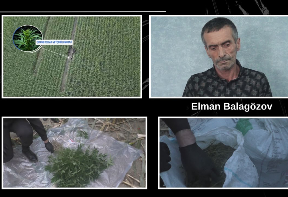 Balakəndə qarğıdalı sahəsində külli miqdarda narkotik vasitə aşkarlanıb