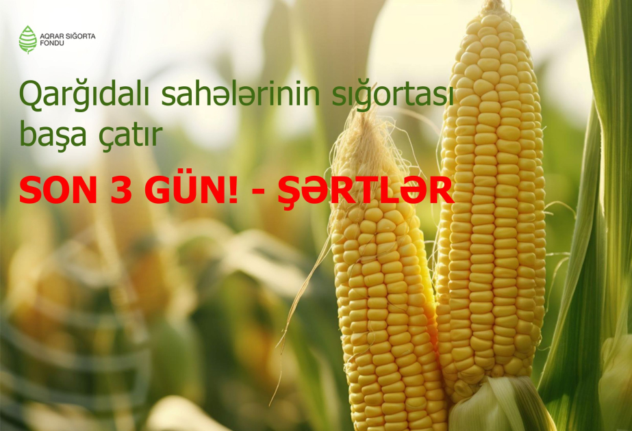 ®  Qarğıdalı sahələrinin sığortası başa çatır – Son 3 gün! – Şərtlər, Məbləğlər