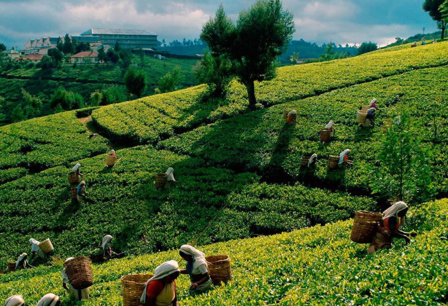 Tea exports from Azerbaijan increase by more than 23 percent in January-July