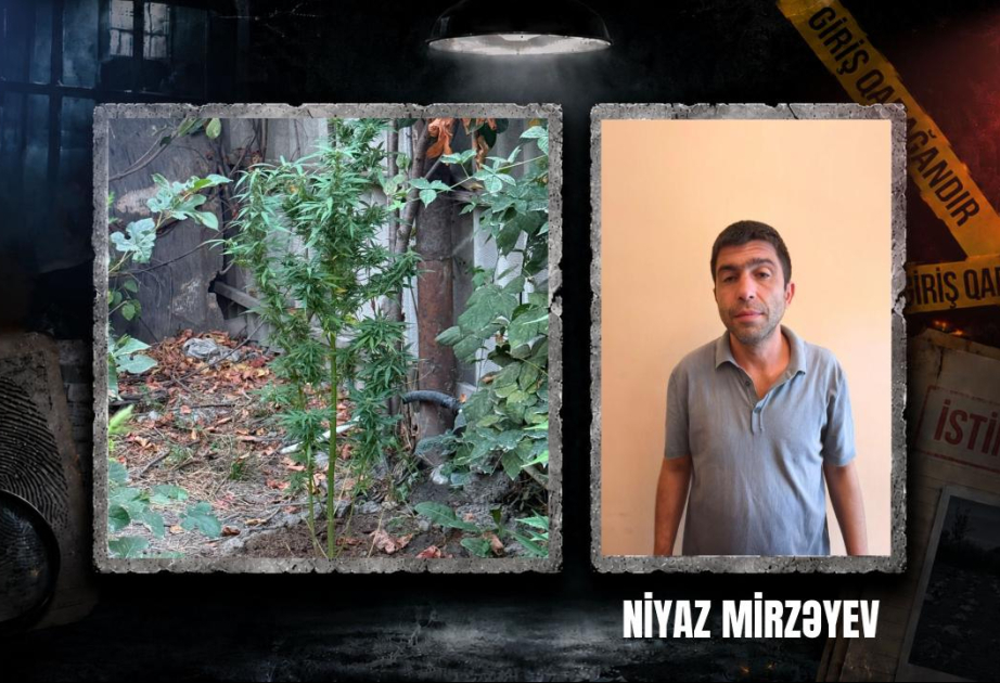 Göyçayda narkotik tərkibli bitkilər yetişdirən şəxs tutulub