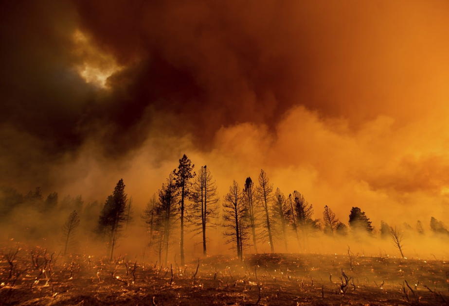 Wildfire smoke causes nearly 100,000 excess deaths a year - UN
