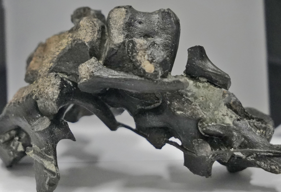 Dinosaur fossil found deep underground in drill core in north China