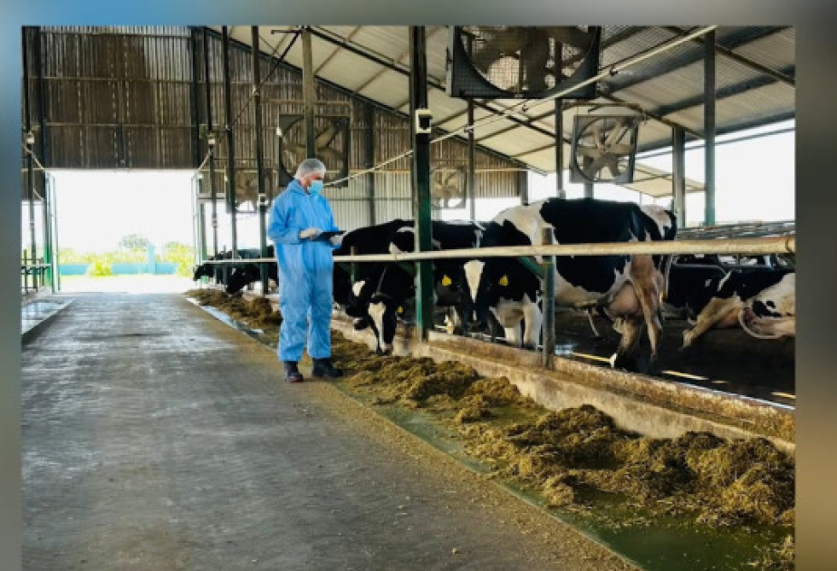 Heyvanların uçotu və qeydiyyatı üzrə tədbirlər davam etdirilir