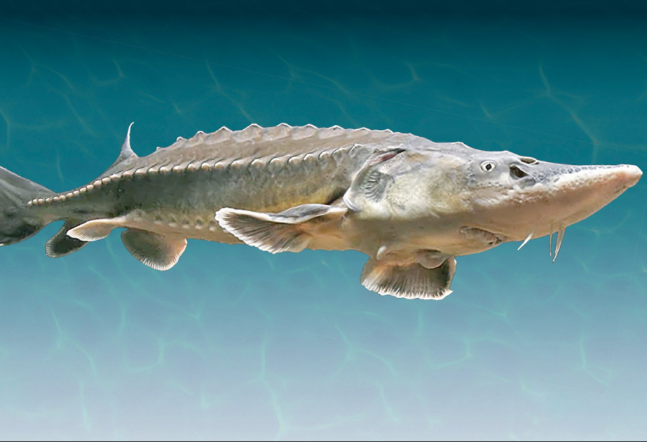 Yangtze's 'living fossil'