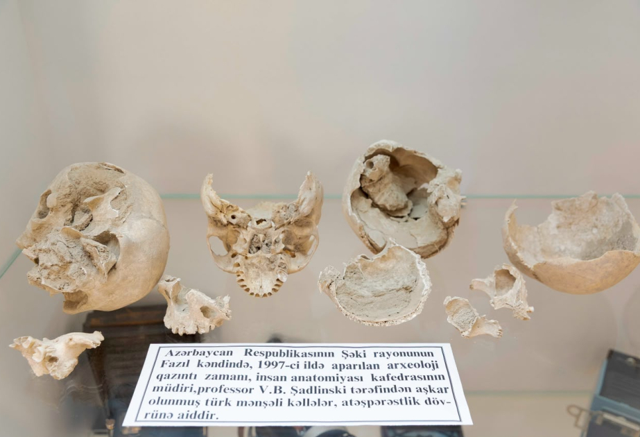 Azərbaycan Tibb Universitetinin Anatomiya Muzeyinin kolleksiyasından “çoxbaşlı dəfn”ə aid beş qədim kəllə
