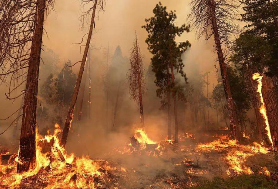 Beynəlxalq təşkilat Əlcəzair hakimiyyətini ölüm hökmünü tətbiq etməməyə çağırıb