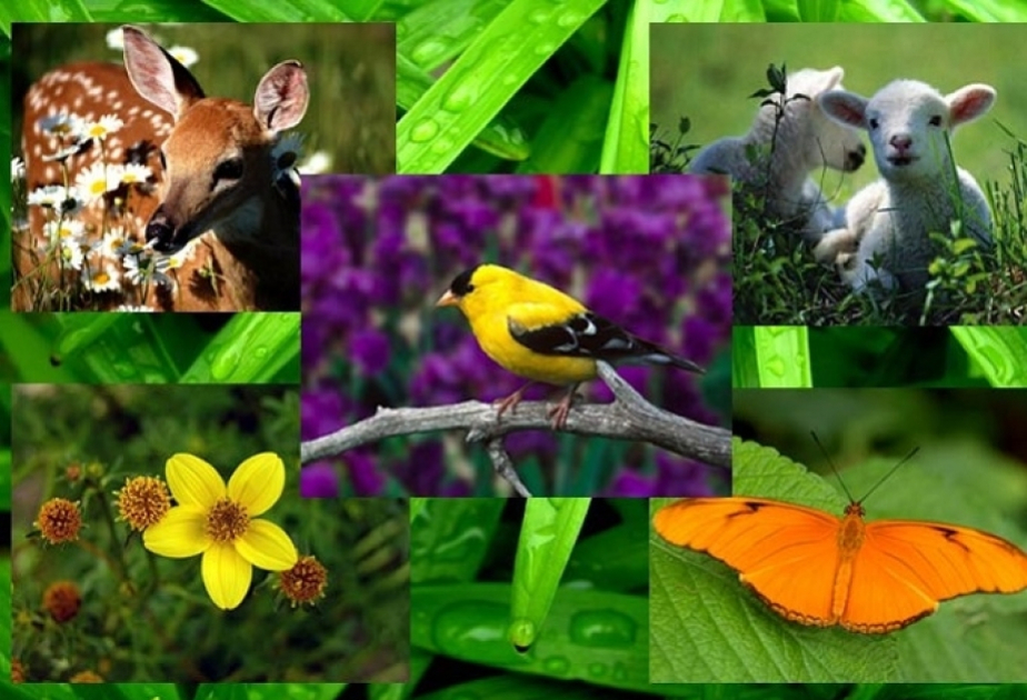 Böyük Qayıdış prosesində fauna müxtəlifliyinin qorunması xüsusi əhəmiyyət daşıyır