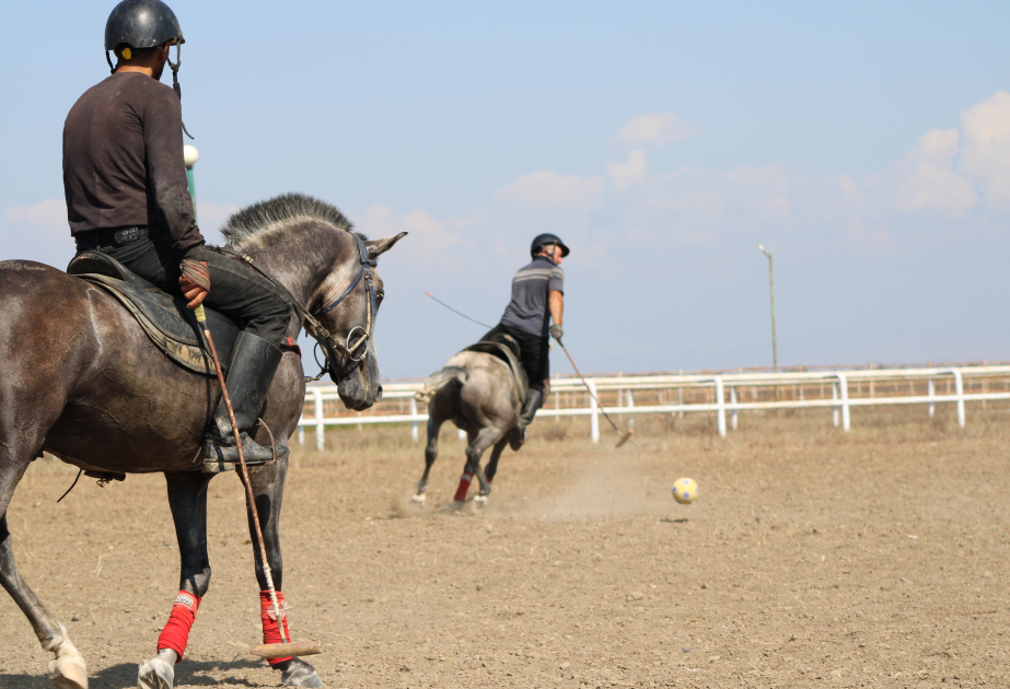 What we do not know about “Dilbaz” horses: They get accustomed to their owners from foalhood – report from Agstafa