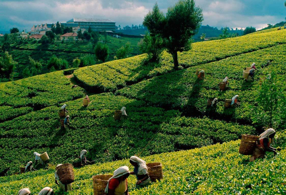 Azerbaijan's tea export revenues exceed $5 million - GRAPH