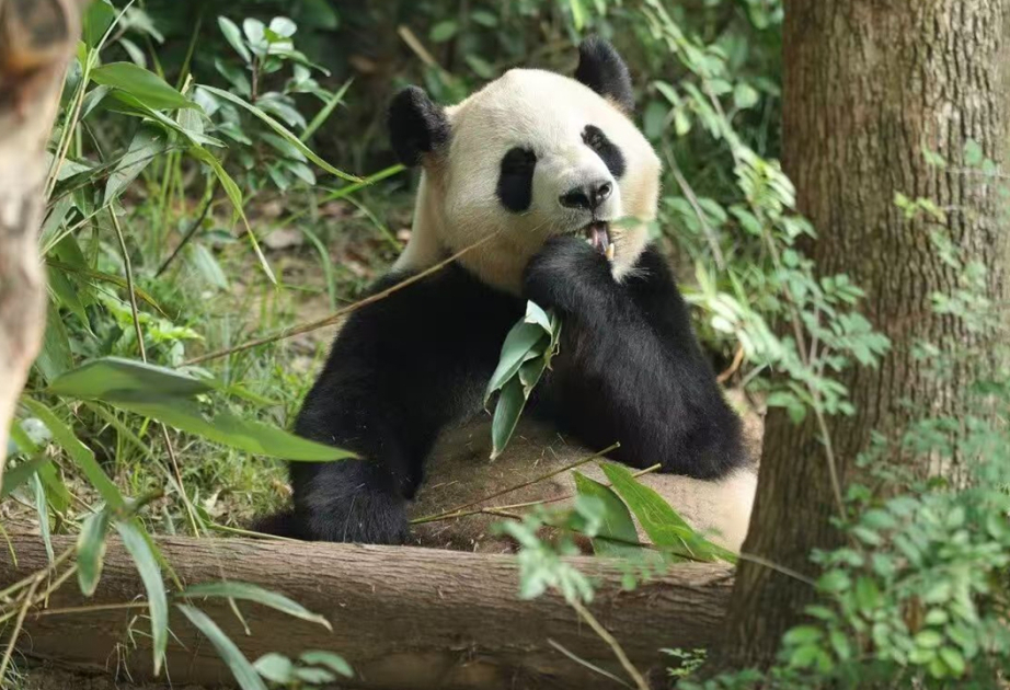 Çinin “panda siyasəti": ABŞ-yə 2 panda göndərilib
