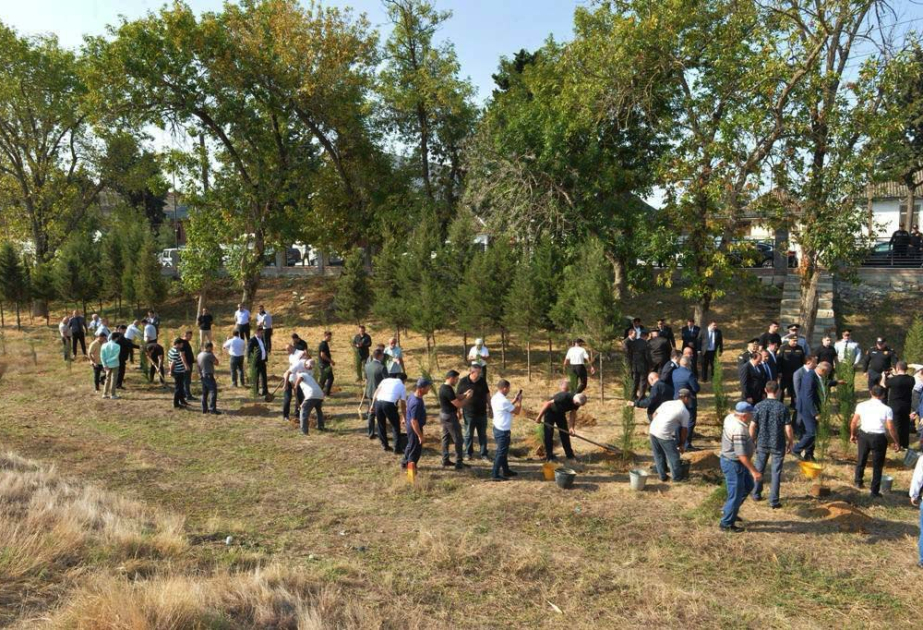 Lənkəranda Anım Günü ilə bağlı 500 ağac əkilib