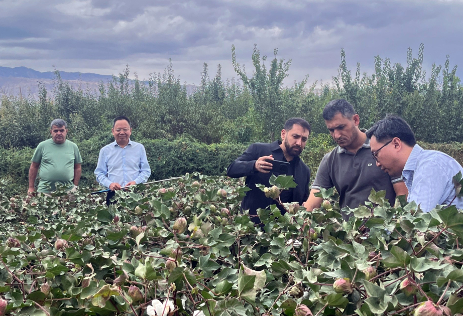 Azərbaycan nümayəndə heyəti Çində pambıqçılıqda innovativ əkin və avtomatlaşdırılmış yığım texnologiyaları ilə tanış olub