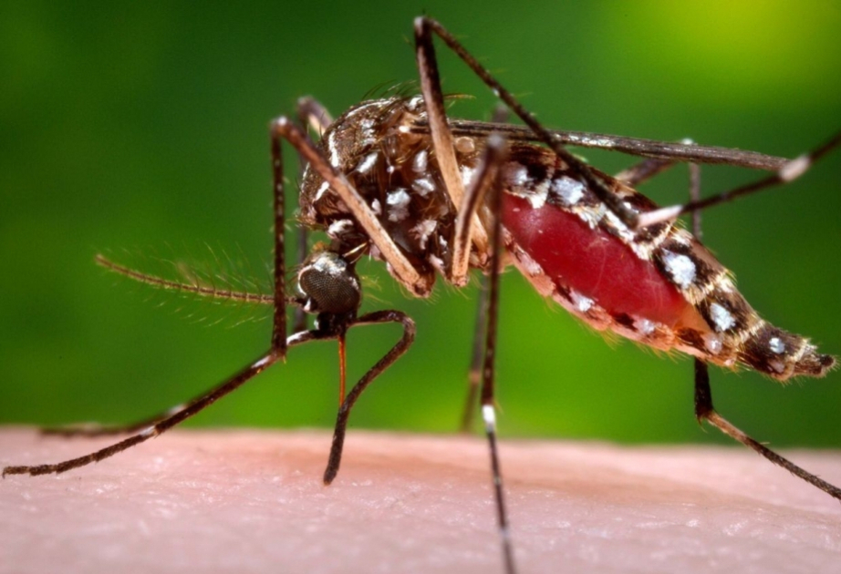 Dengue cases in Sri Lanka exceed 100,000
