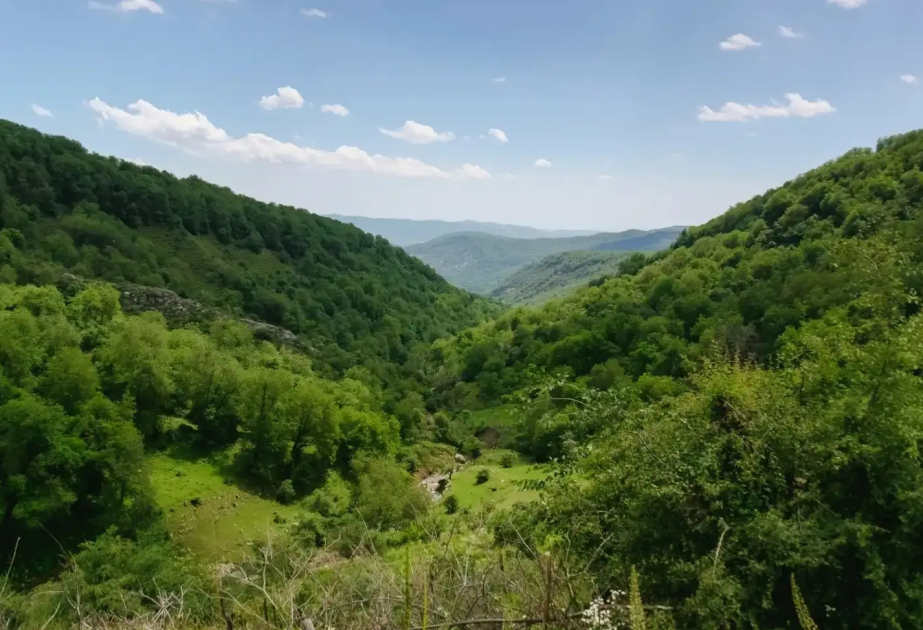 Qırğızıstanda meşə sahəsi 500 min hektardan çox artıb