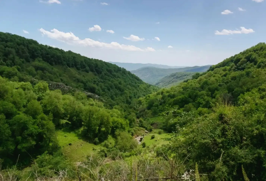 Kyrgyzstan's forest area increases by 506,000 hectares since 1993