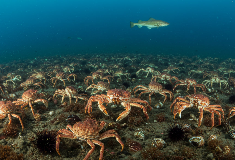 Подъем уровня моря может расширить ареал чужеродных морских видов - Исследование