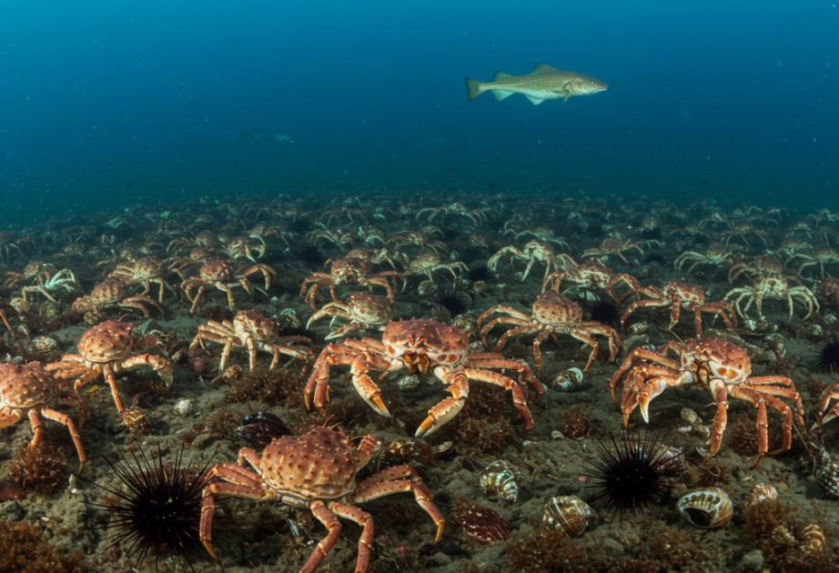 Rising seas may open new ground for invasive species: Scientists