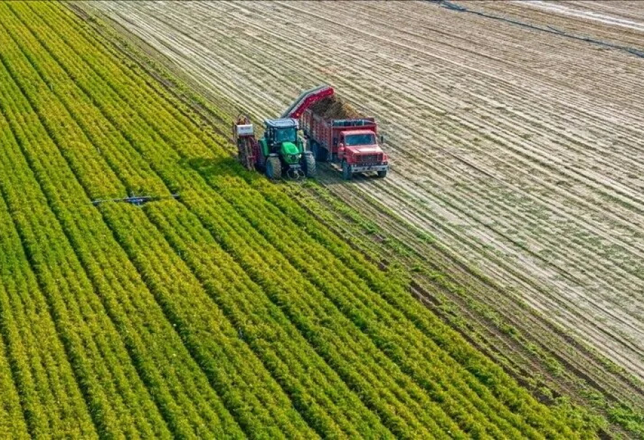 Corn, soybean prices surge amid fertilizer supply concerns, Middle East tensions