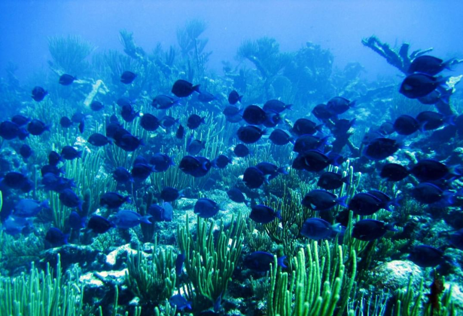 NYU Abu Dhabi study finds Pacific climate swings can boost or deplete oxygen across world’s oceans