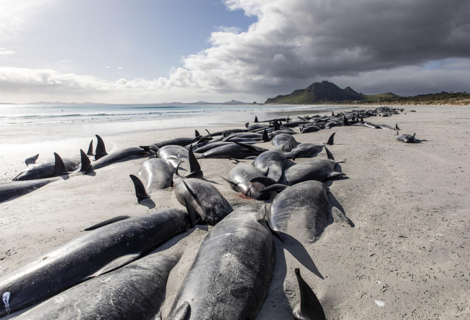 12 killer whales found dead on New Zealand beach