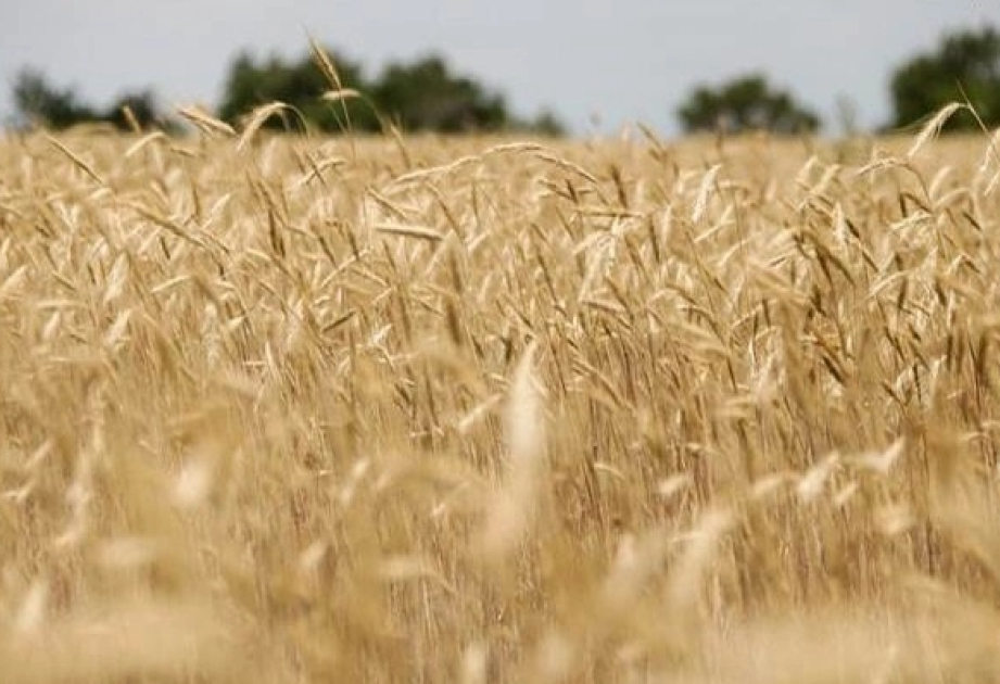 Agricultural breakthrough: Tajikistan’s grain production surges with record harvest