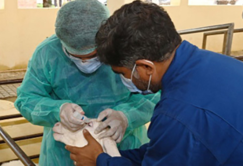 China’s vaccine assistance strengthens Pakistan’s livestock disease-control efforts
